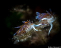   Cratena  